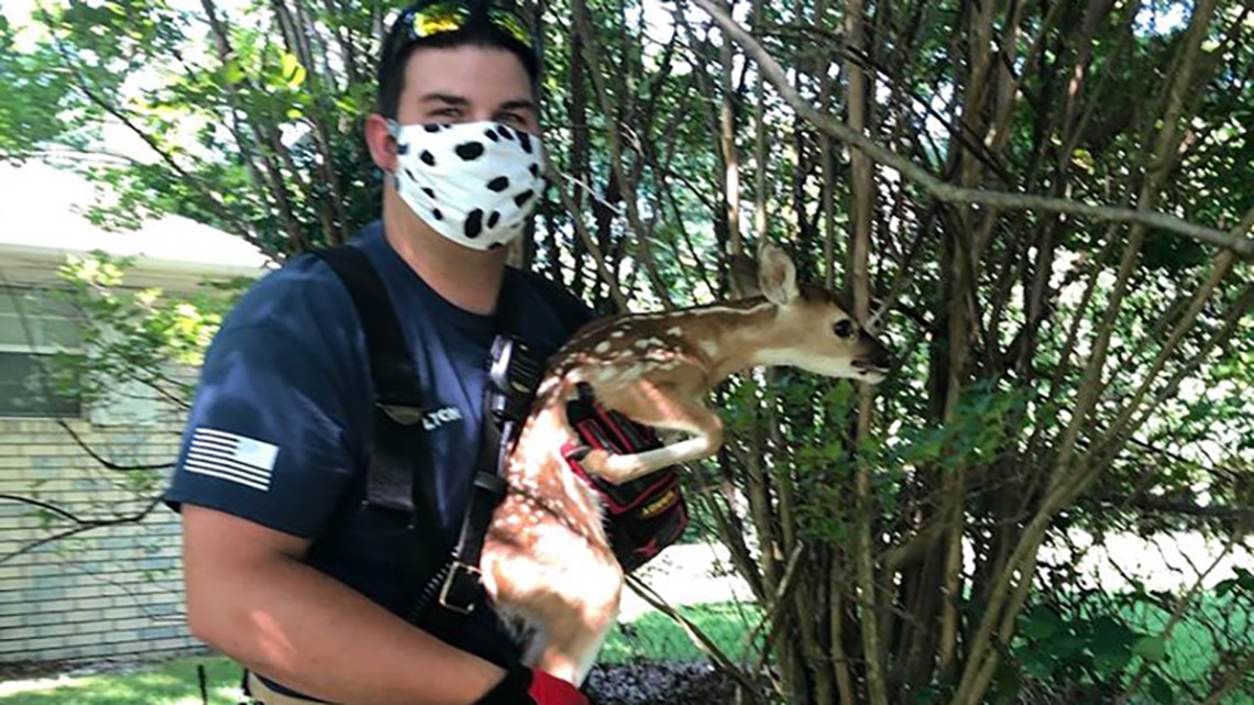 Fawn trapped under landscaping grate rescued in Siloam Springs