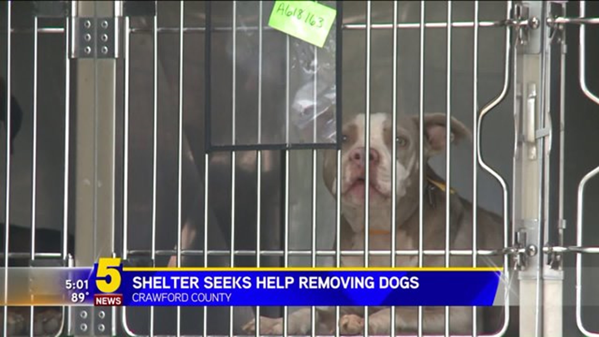 Animal Shelter Owner Asks For Help To Remove Dogs