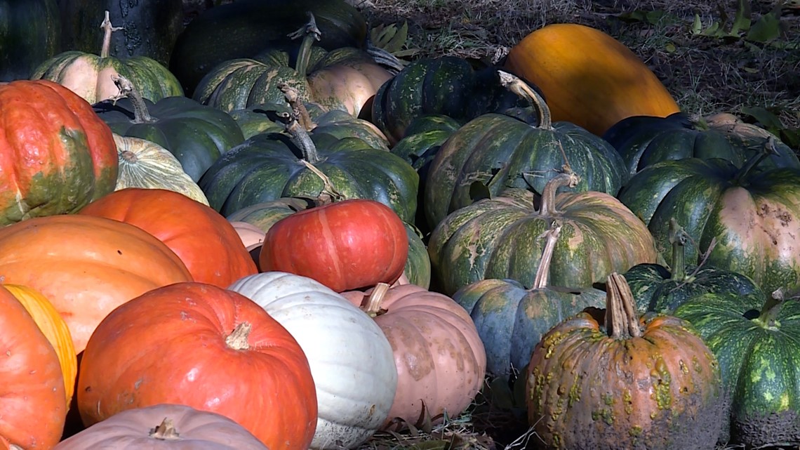 Fayetteville pumpkin patch prepares for last days of the season ...