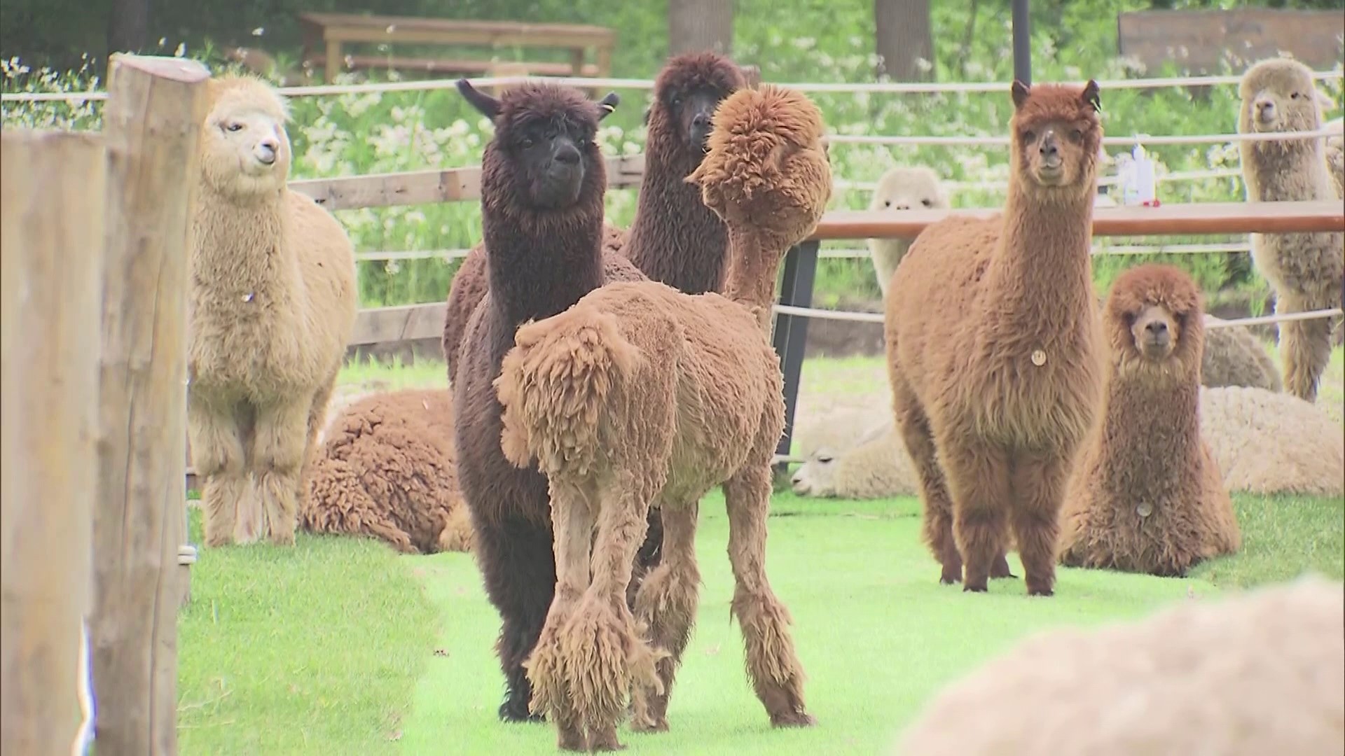 Alpacas need to be sheared before the start of summer because they do not naturally shed their wool.