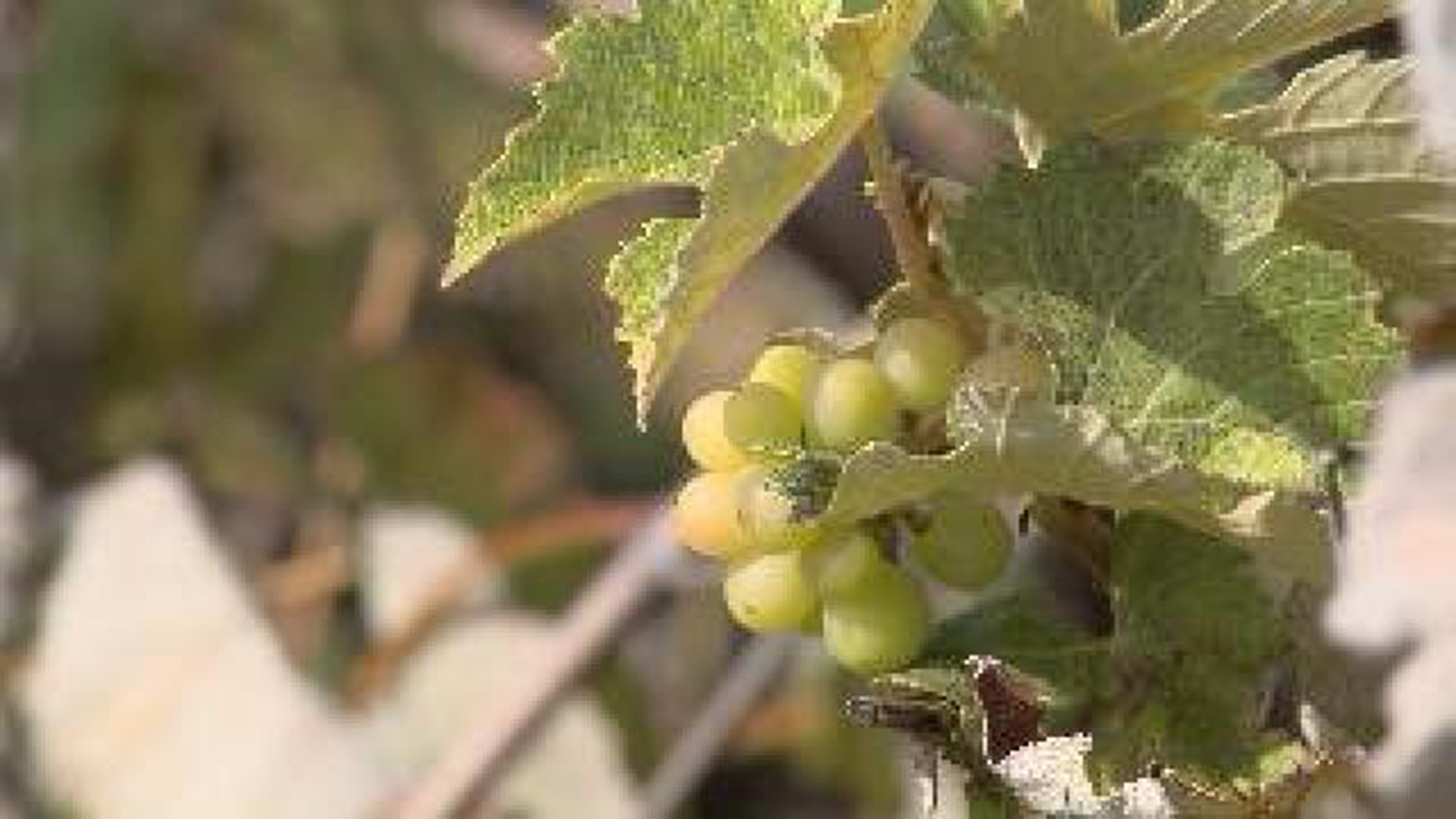 Grape Growers Meet to Discuss Environmental Impact