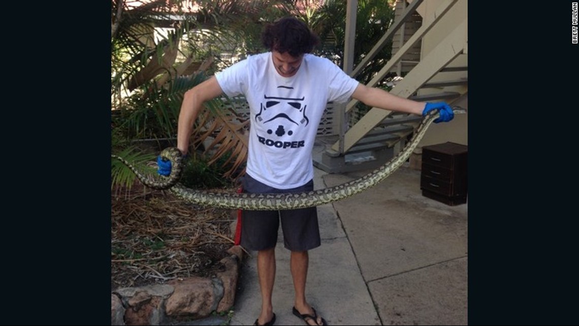 Thirsty snakes slither into Australian toilets as dry season bites, Snakes