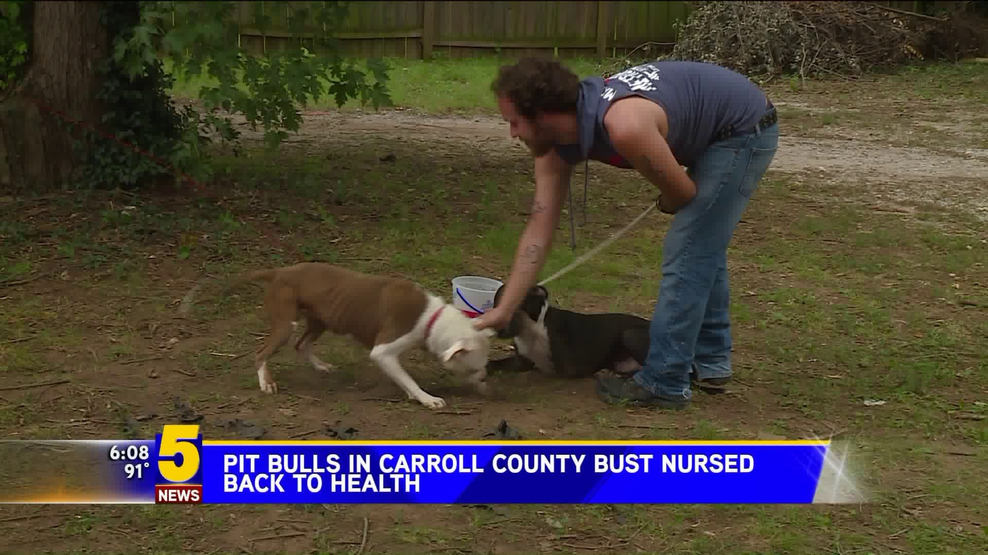 Pit Bulls In Carrol County Saved From Home