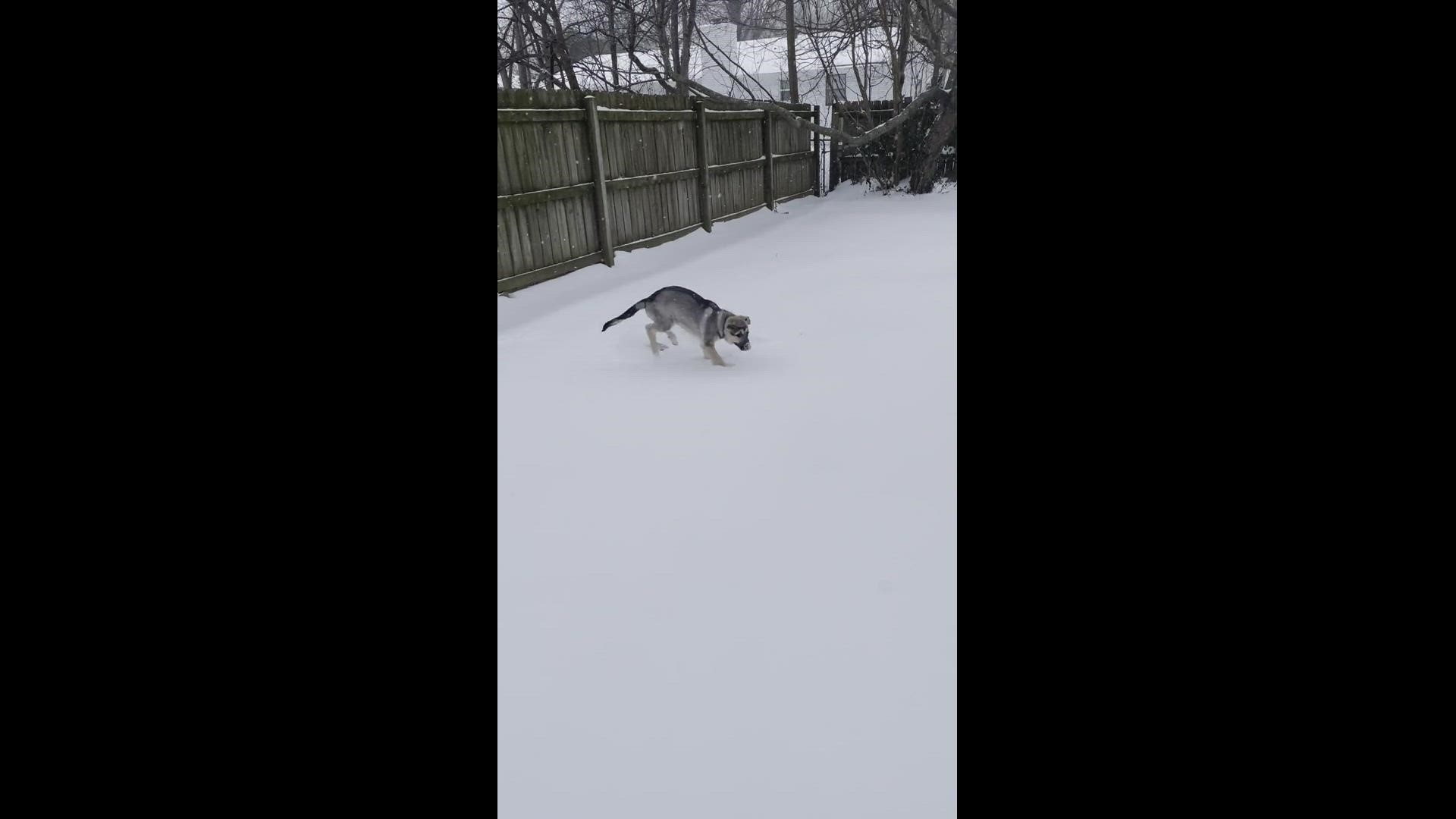 Rocky enjoying the snow in Springdale, Credit: Katrina