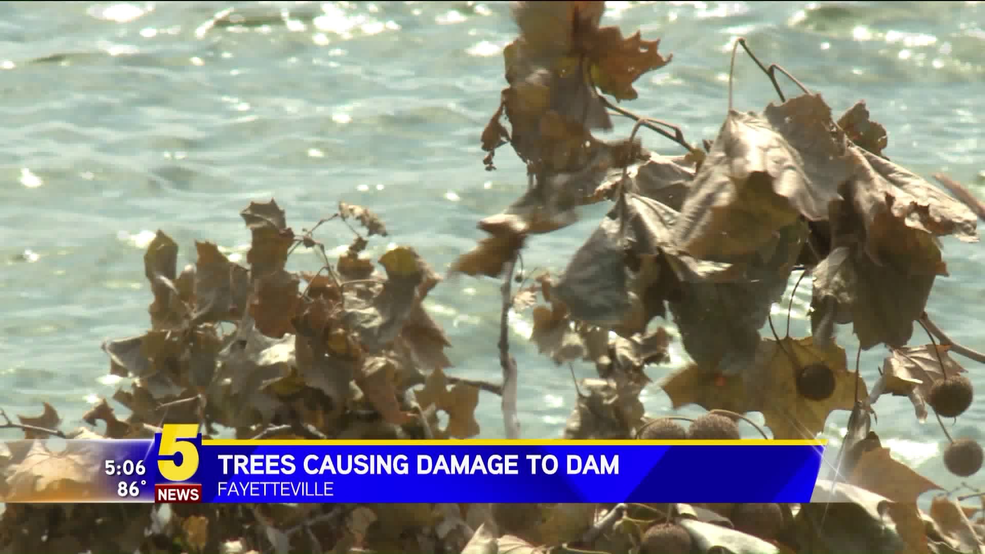 TREE REMOVAL AT LAKE FAYETTEVILLE