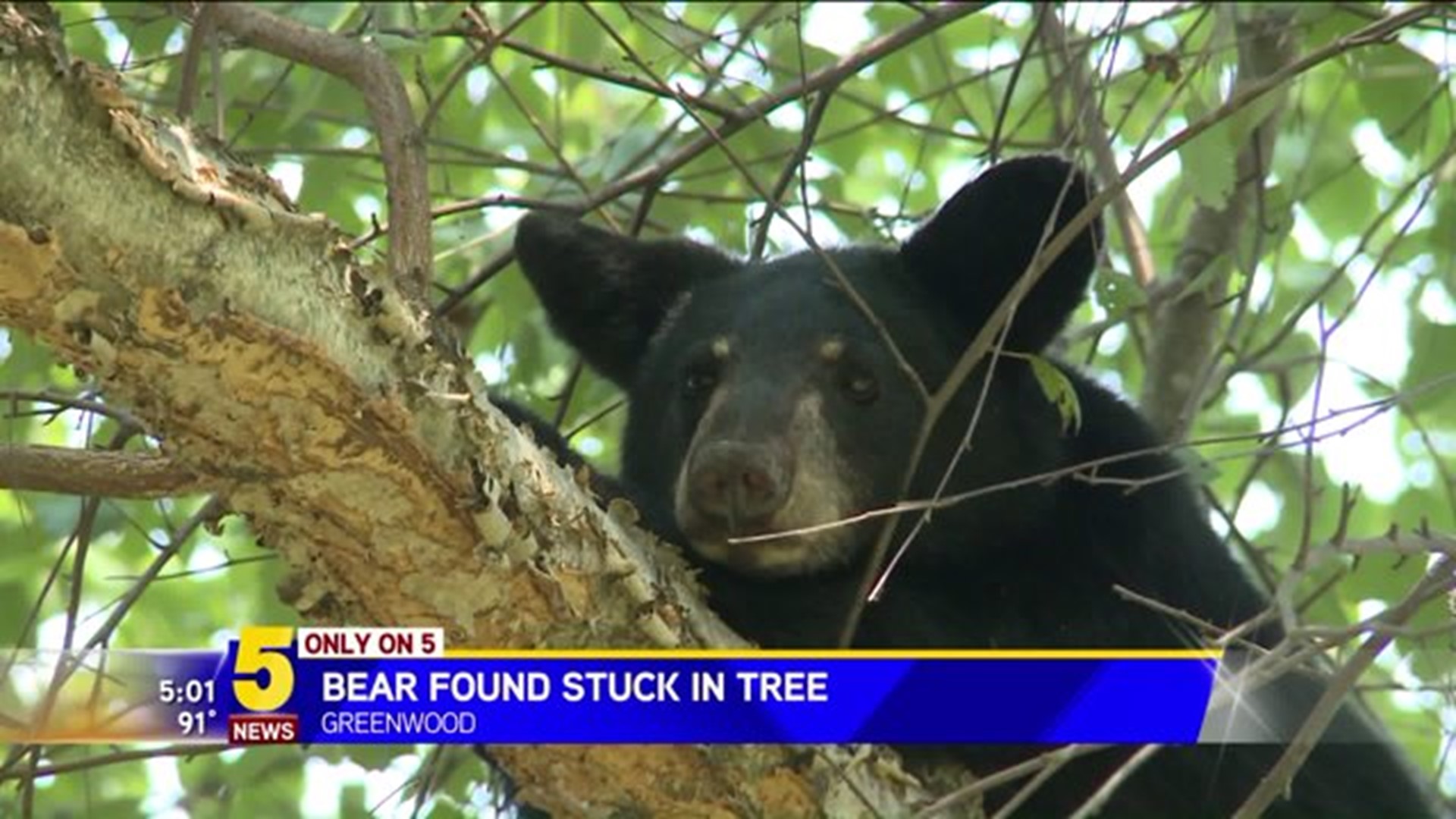 Bear Found Stuck in Tree