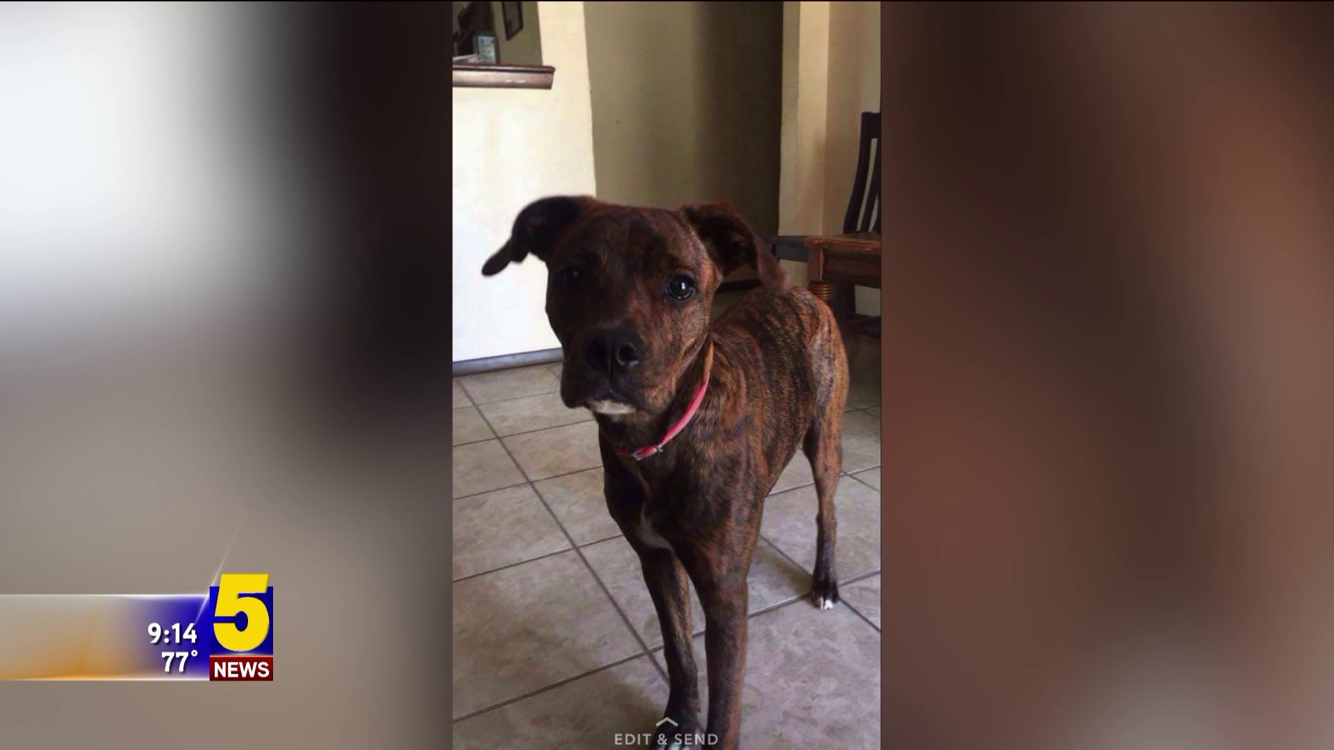 Dog Saves Family; Goes Missing