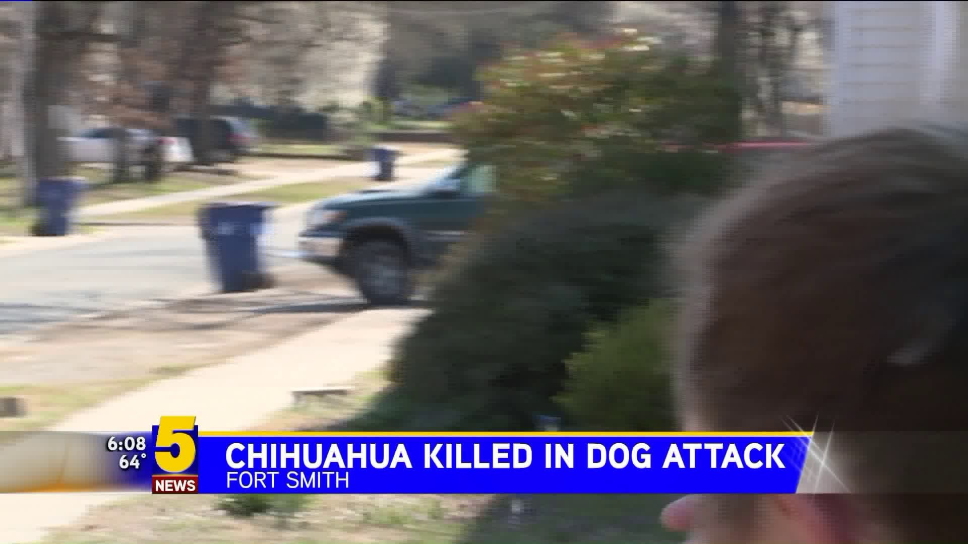 Chihuahua Killed In Dog Attack