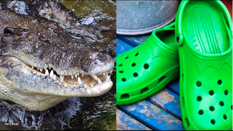 croc wearing crocs