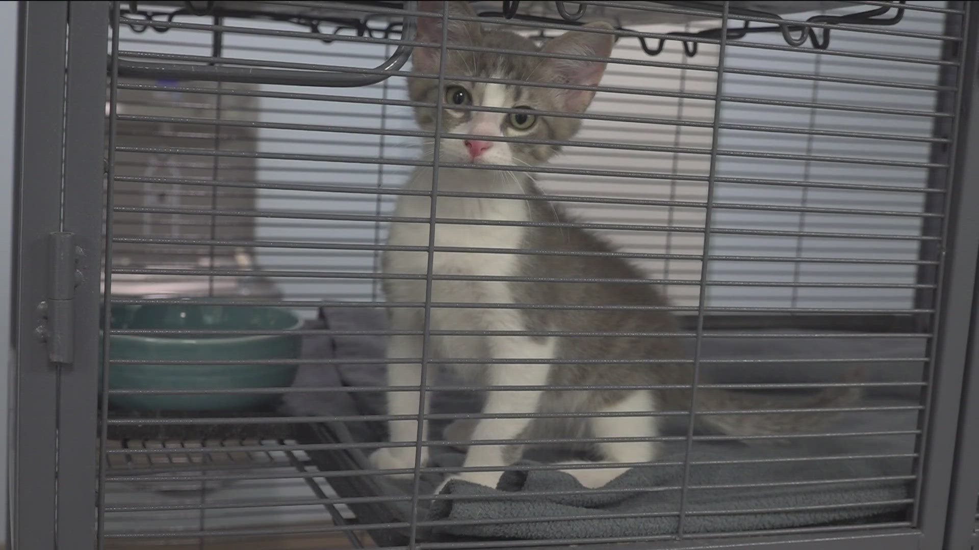 "We've seen over 850 pets sterilized through the spay and neuter voucher program," Josh Buchfink with the City of Fort Smith said.