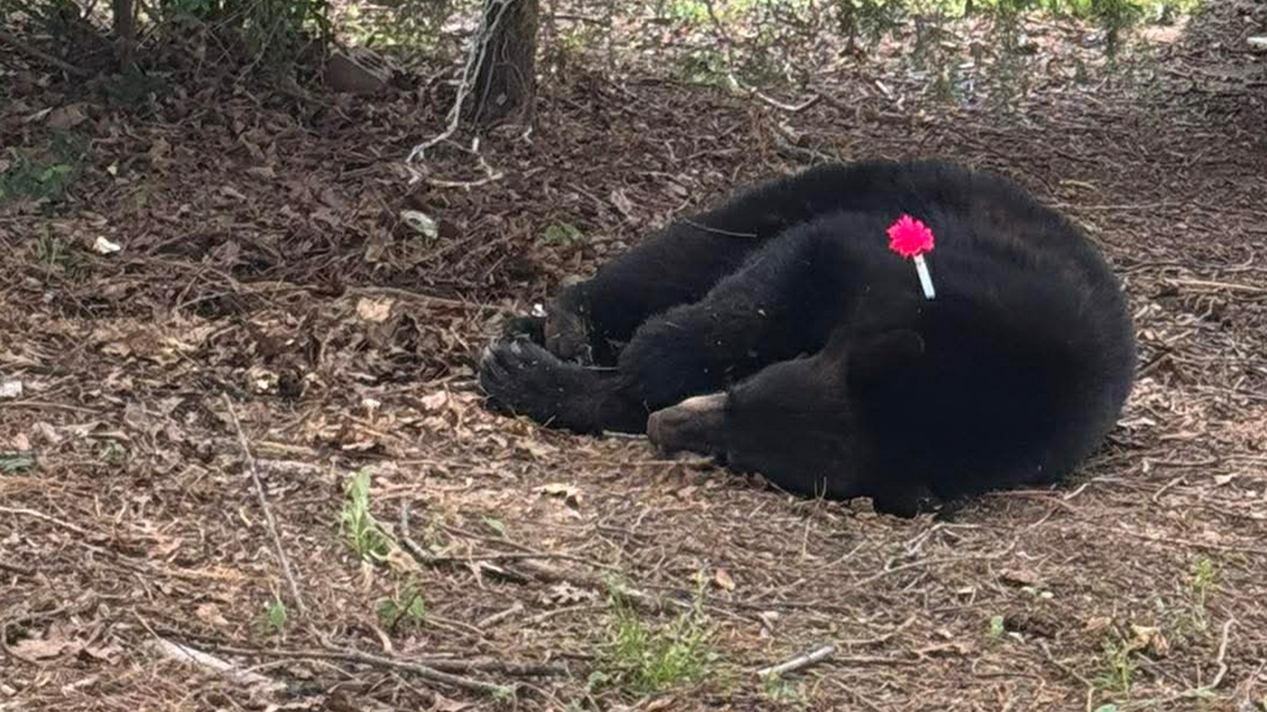Bear sightings reported in Arkansas, Oklahoma