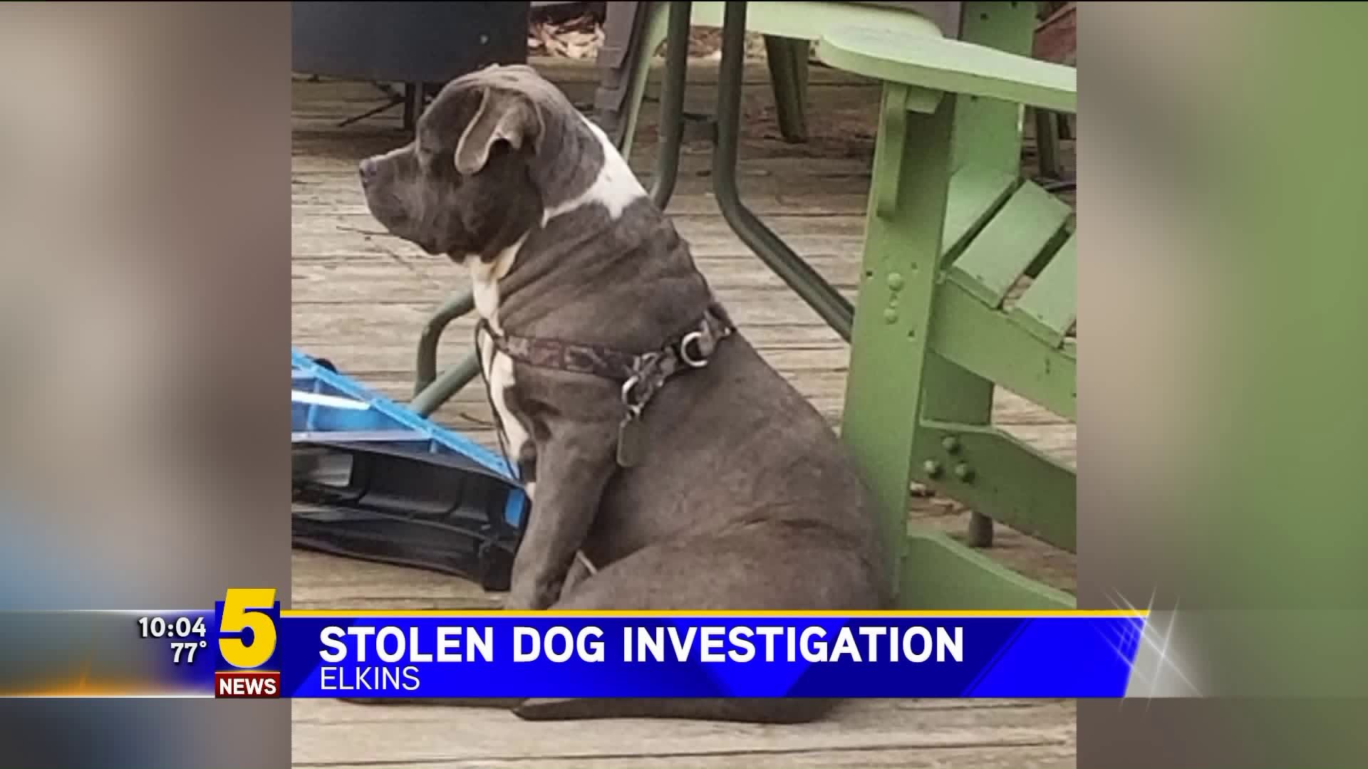 Stolen Dog Investigaton in Elkins