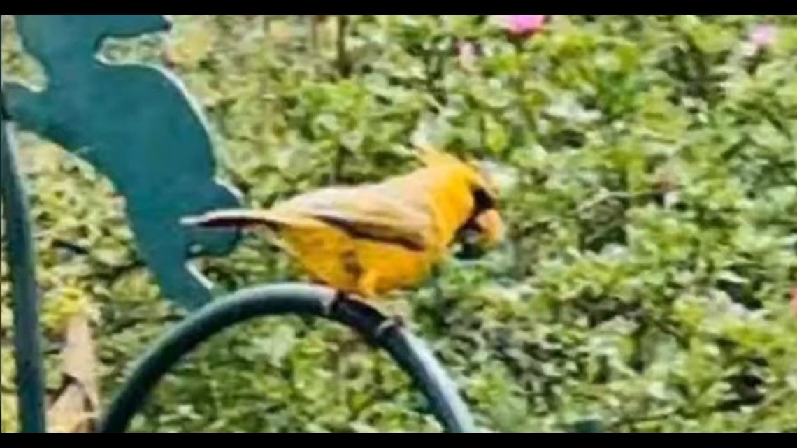 Rare Yellow Cardinal Photographed in Alabaster, Alabama