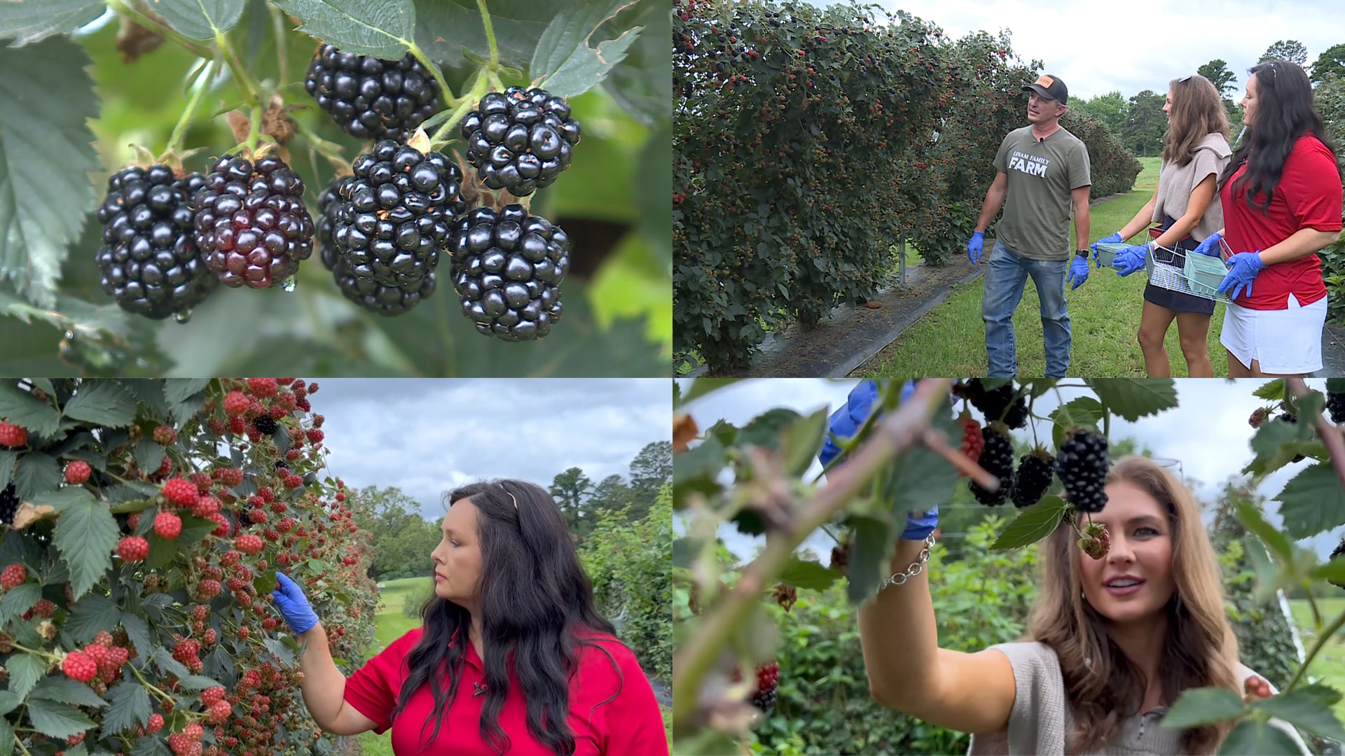 On this episode of Around the Corner, the new Alma farm's owner Chris Linam showed the 5NEWS morning crew how to pick the perfect blackberry.