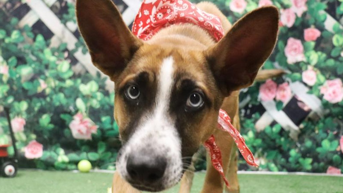 Animal shelter in Fayetteville waiving dog adoption fees