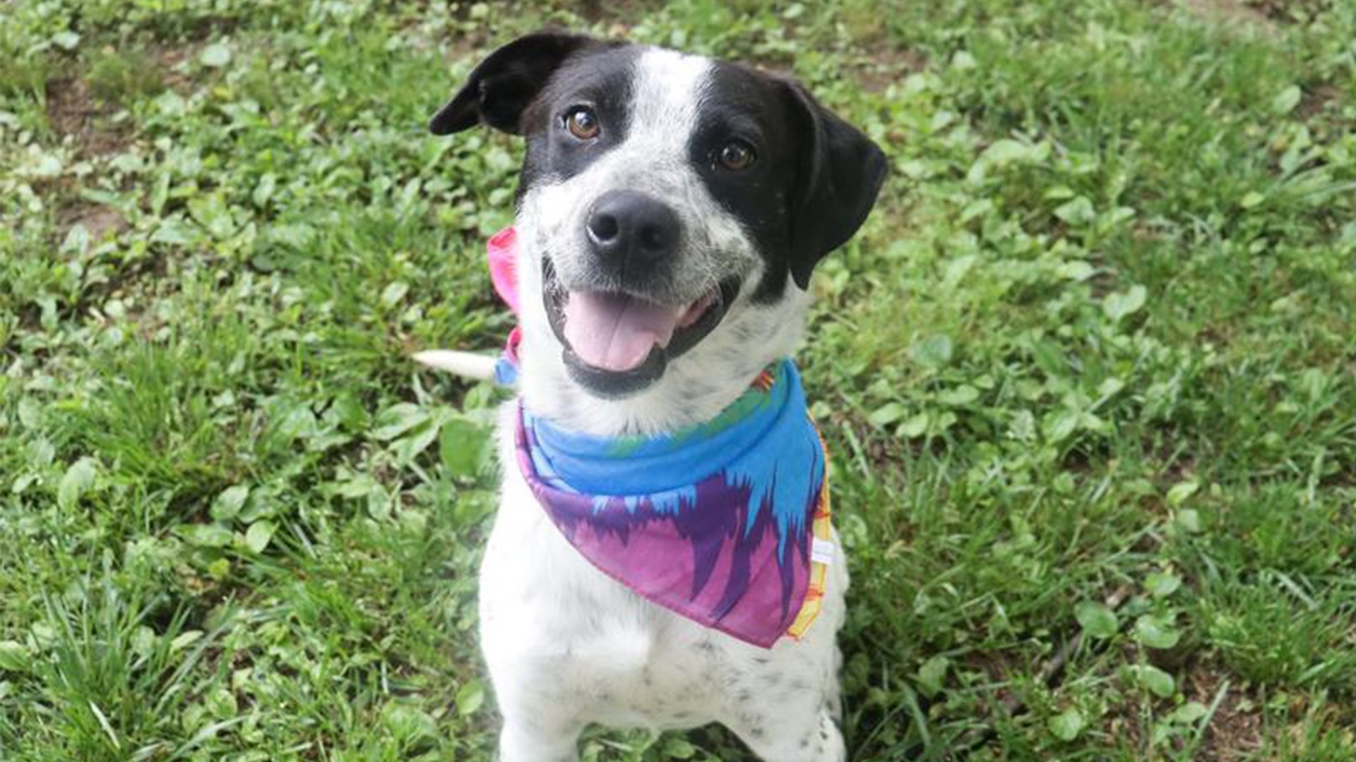 Fayetteville Animal Shelter overcrowded, some dogs wait months
