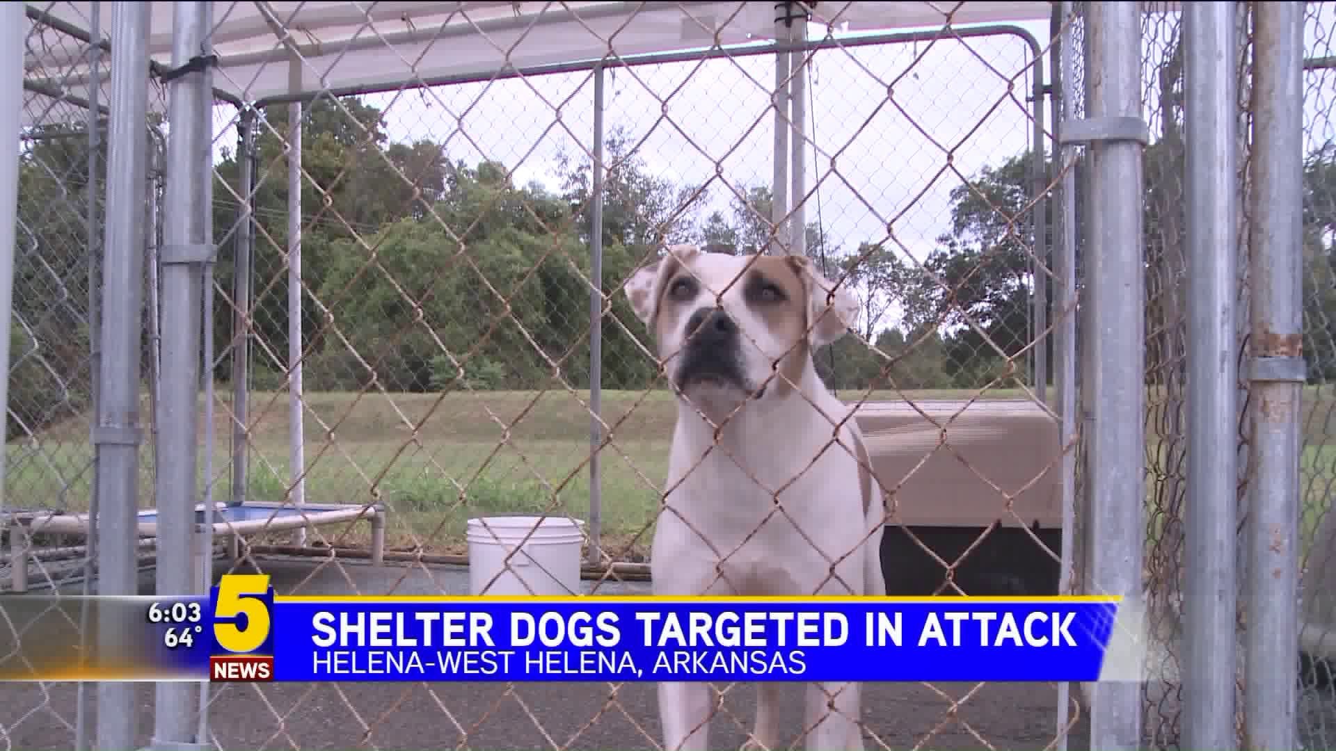 Arkansas Shelter Dogs Targeted In Attack