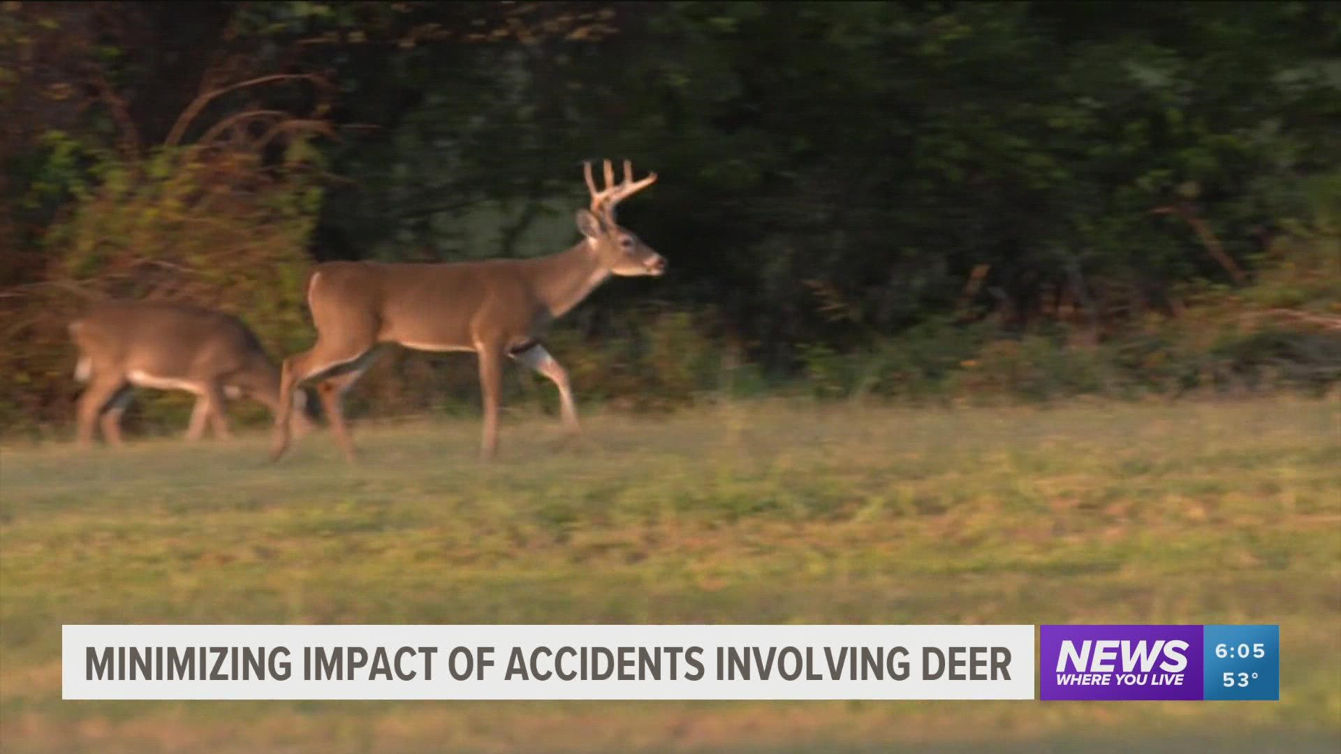 Drivers need to be on the lookout because deer hunting and mating season have begun causing more deer-related car accidents.