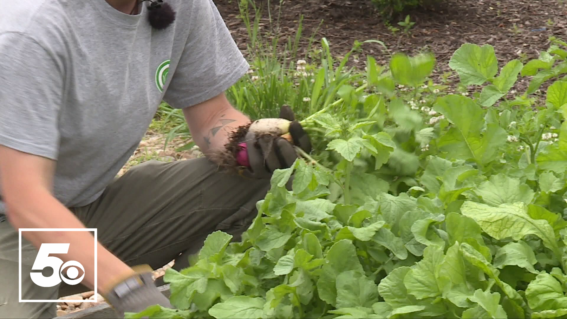 It's time to harvest some vegetables and plant new ones as the summer rolls around at the 5NEWS Garden Club.