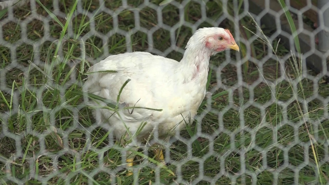 Avian flu infects birds at Northwest Arkansas poultry farm