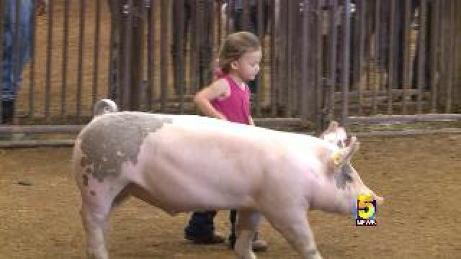 Washington County Fair Hog Show
