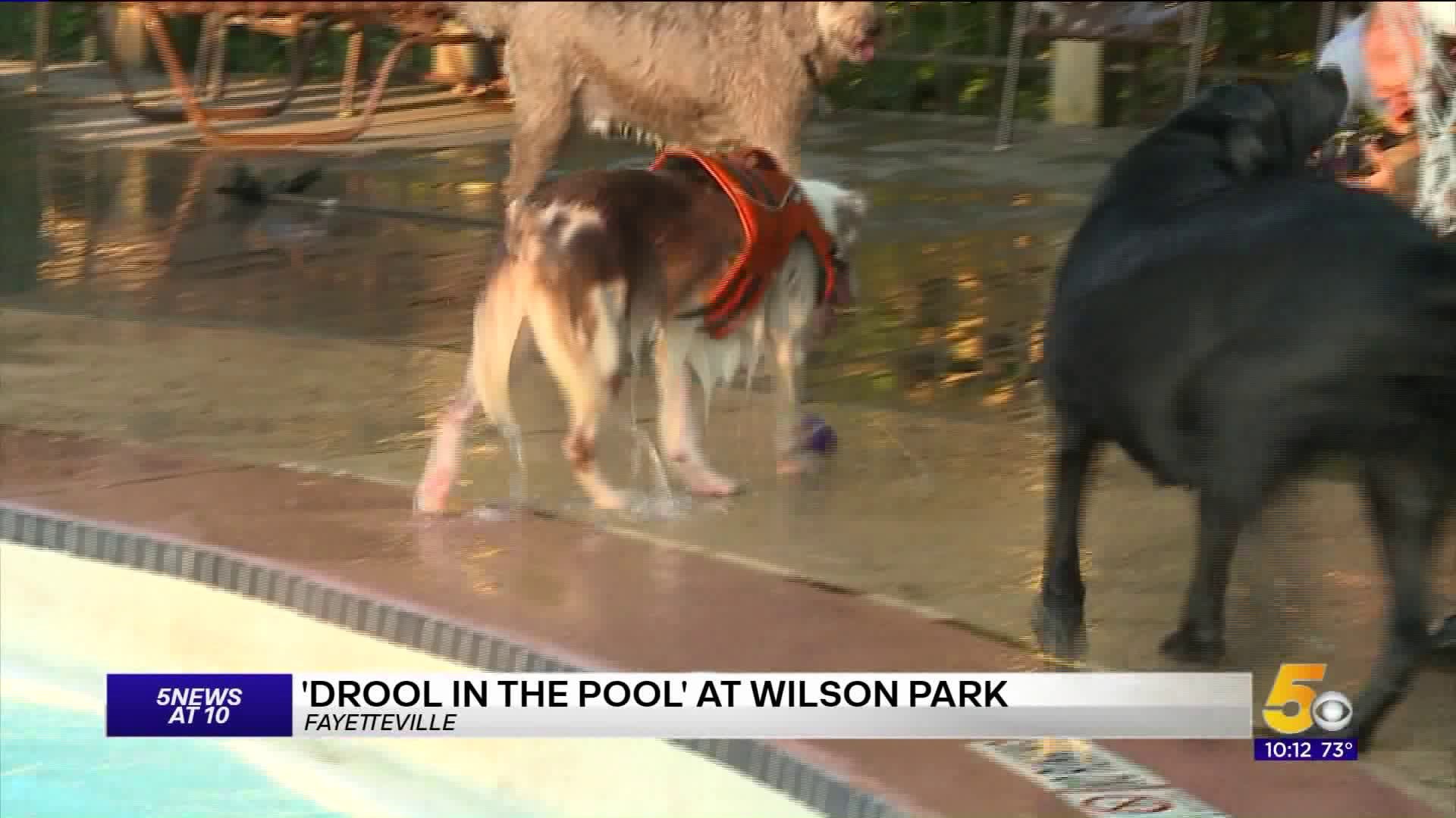 Drool in the Pool at Wilson Park