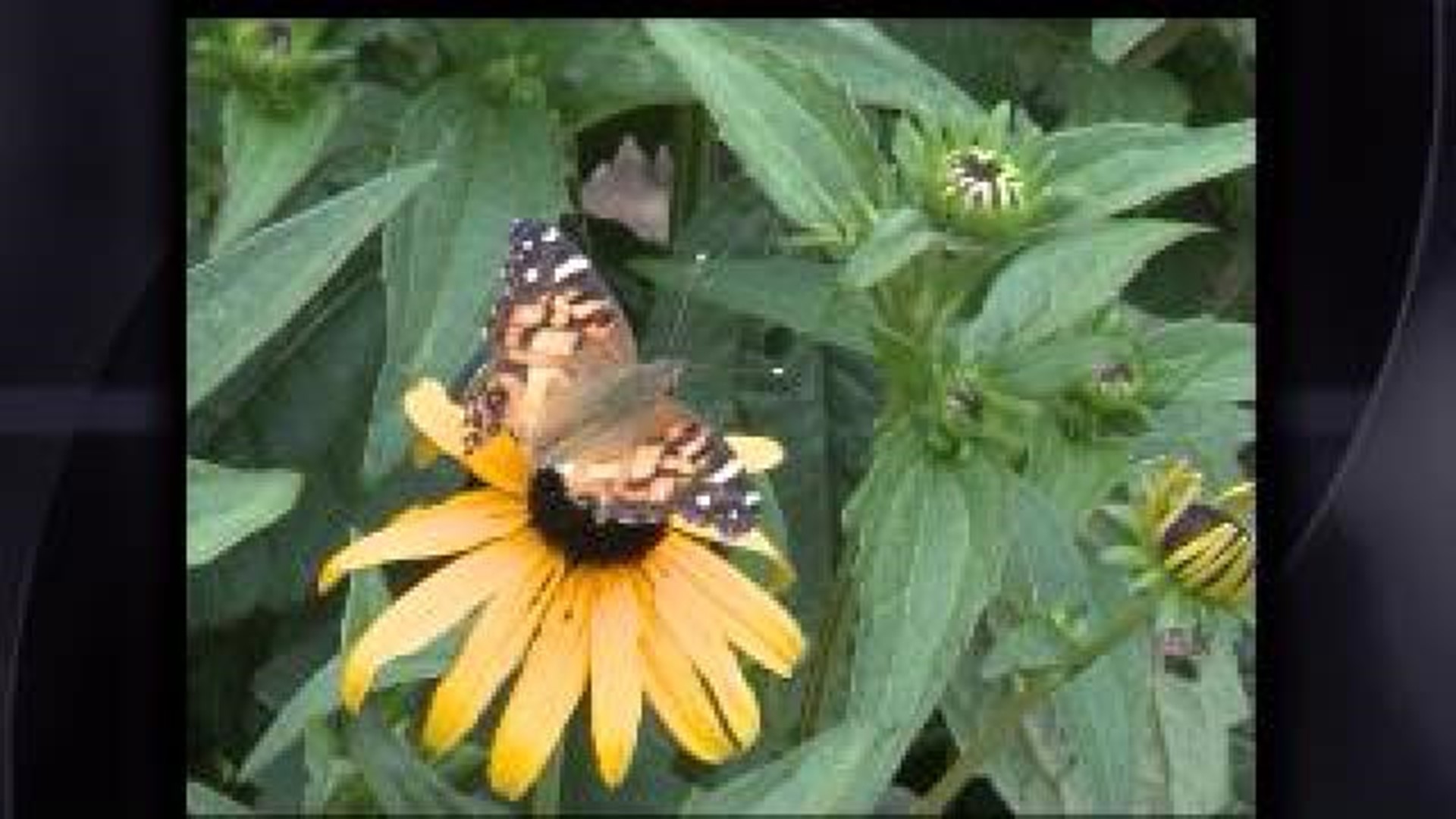 Butterfly Festival Swarms Mount Magazine