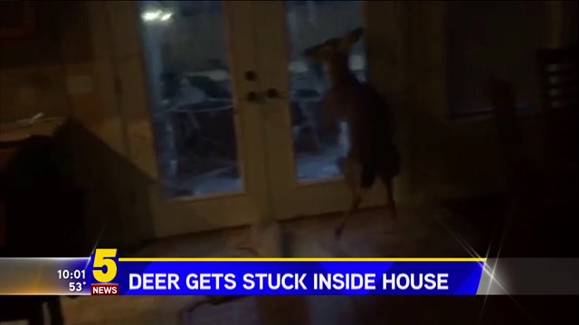 Deer Breaks Into Home