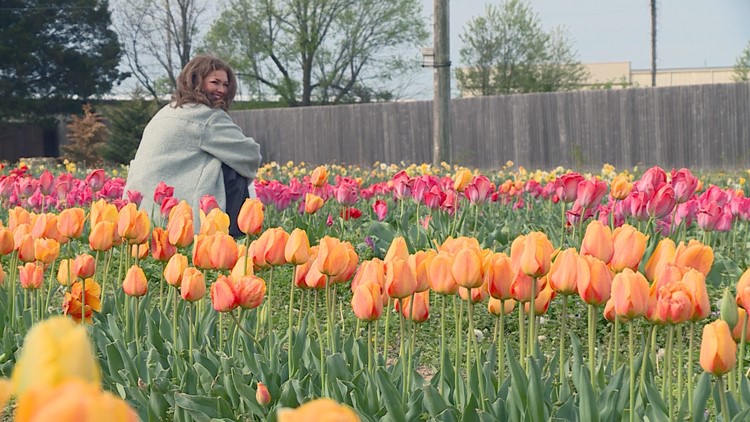 Springdale tulip farm one of many across Northwest Arkansas to visit for family-friendly fun