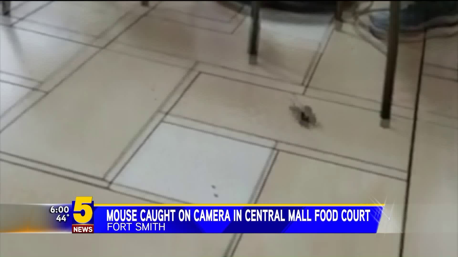 Mouse Caught On Camera In Central Mall Food Court