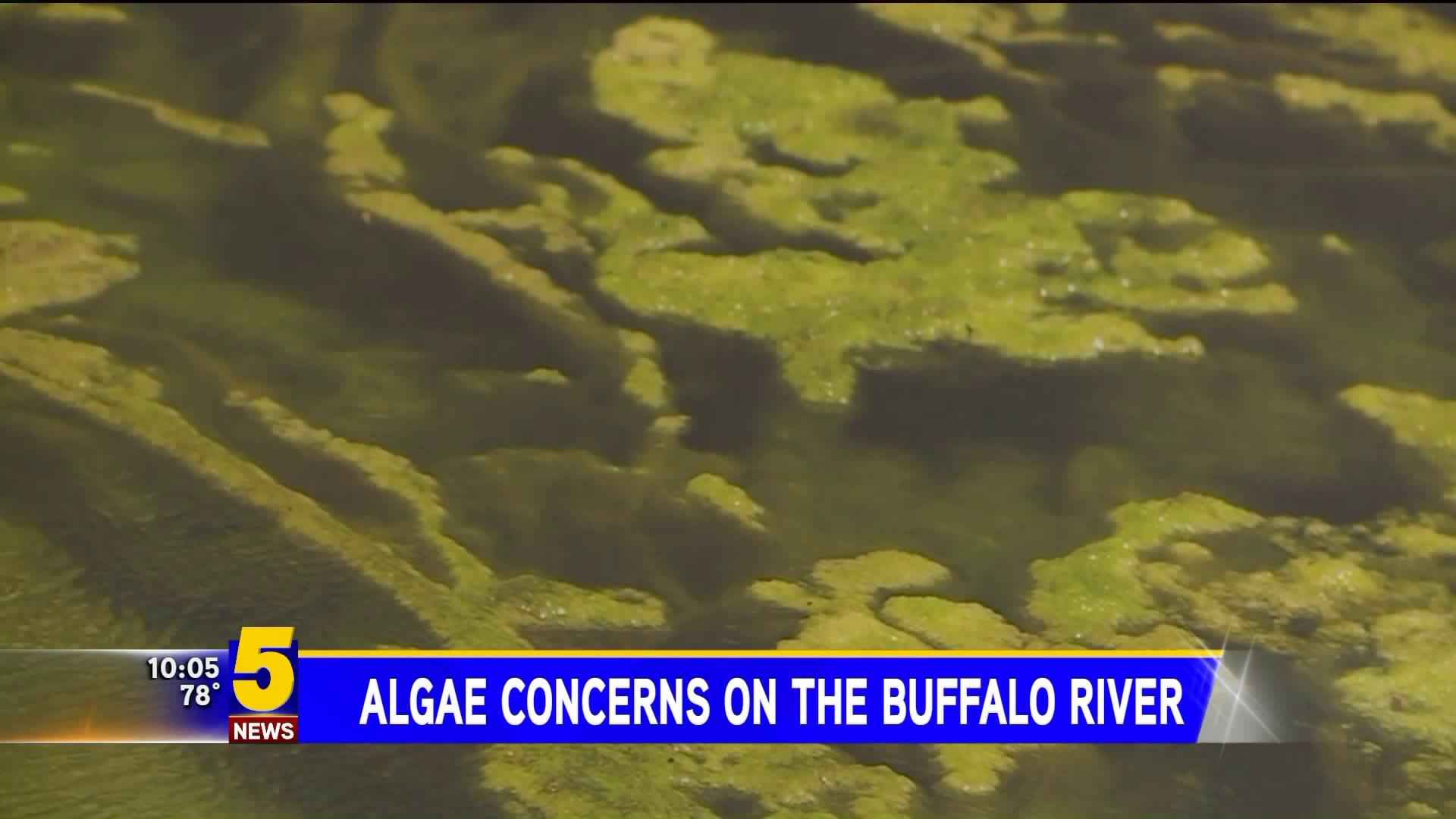 Algea Concerns On The Buffalo River