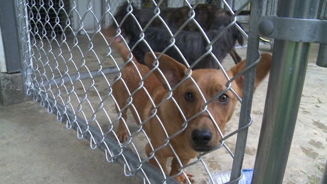 Sallisaw Animal Care Facility Now Open For Adoptions
