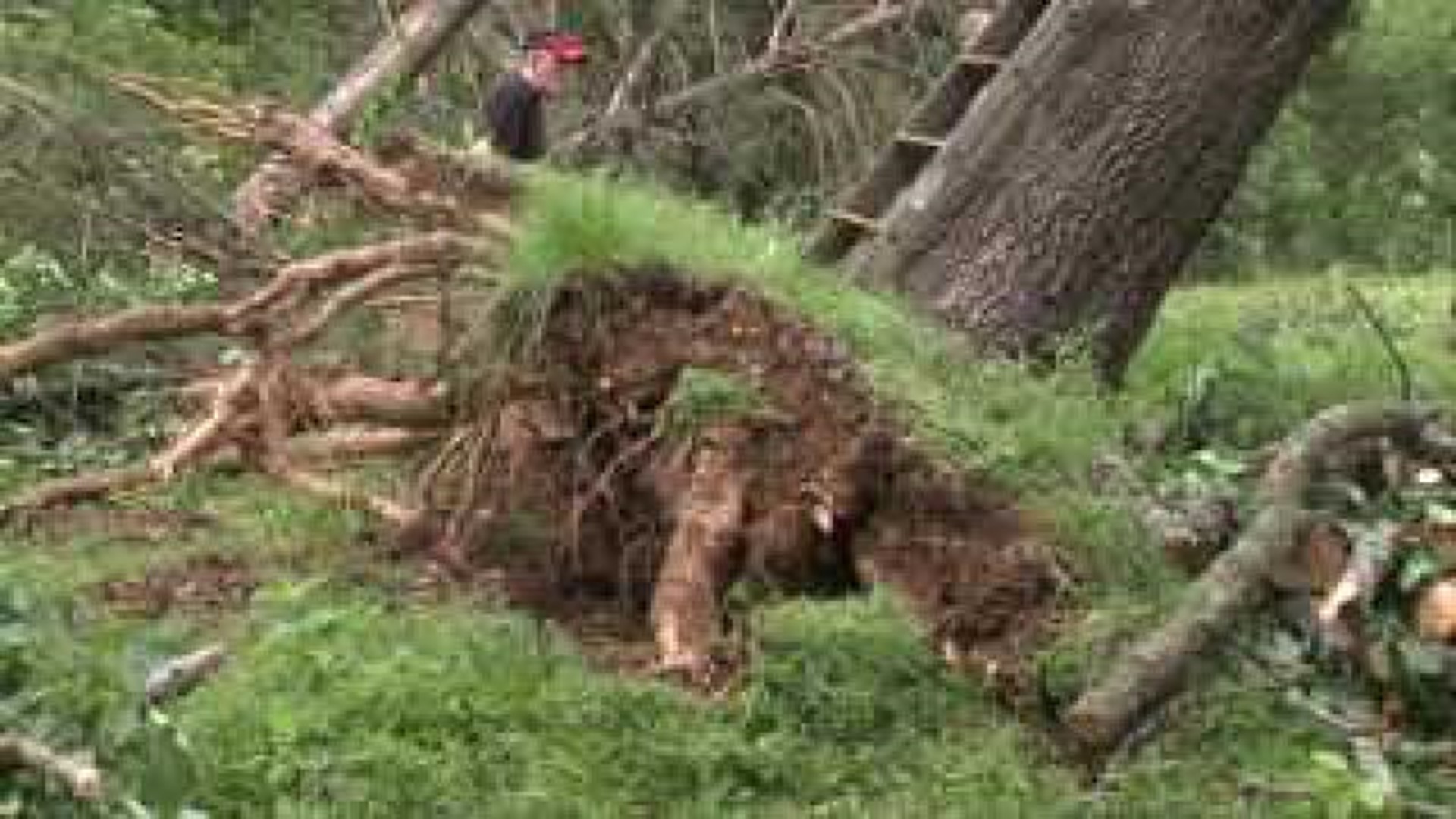 Tree Uprooted Lands On Home In Winslow 5newsonline Com