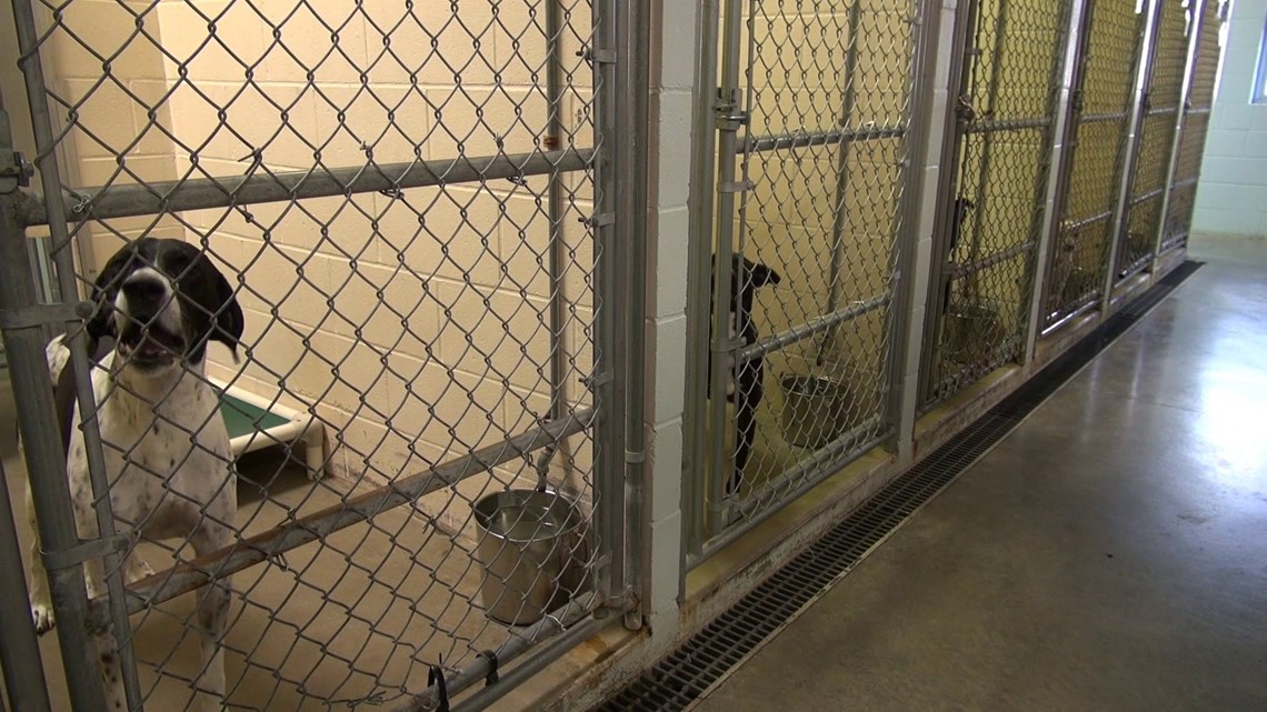 Springdale Animal Shelter Closed For The Week After Two Cases Of Canine