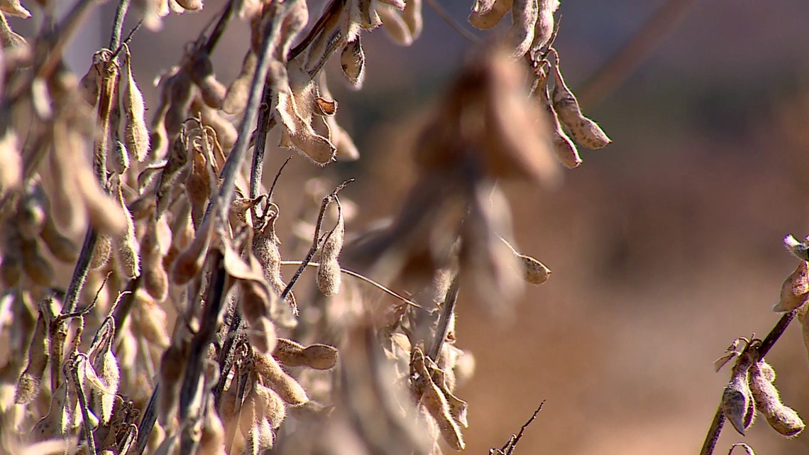 Governor Hutchinson Declares November Arkansas Soybean Month