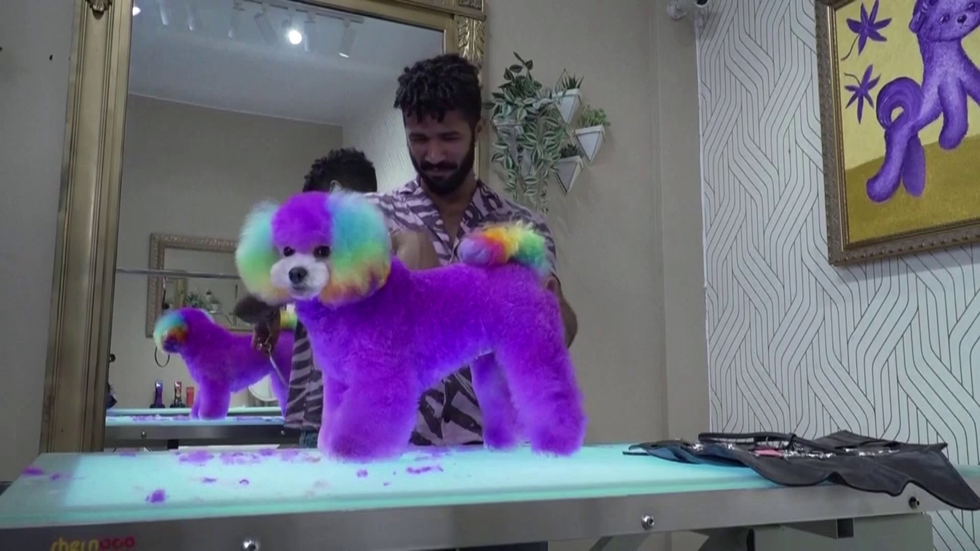 Gabriel Feitosa is a dog groomer in San Diego, California who is famous for his luxurious and colorful transformation of dogs.