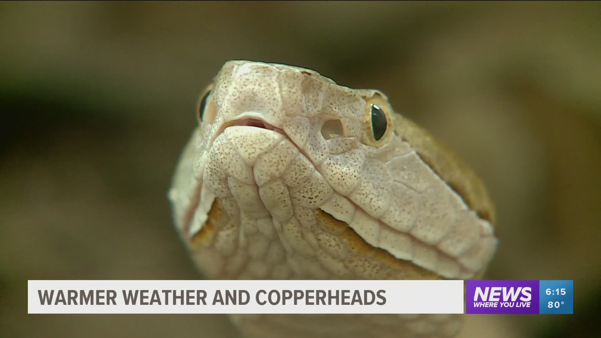 The hottest months of the year are the mating season for copperhead snakes. https://bit.ly/3gAlQXa