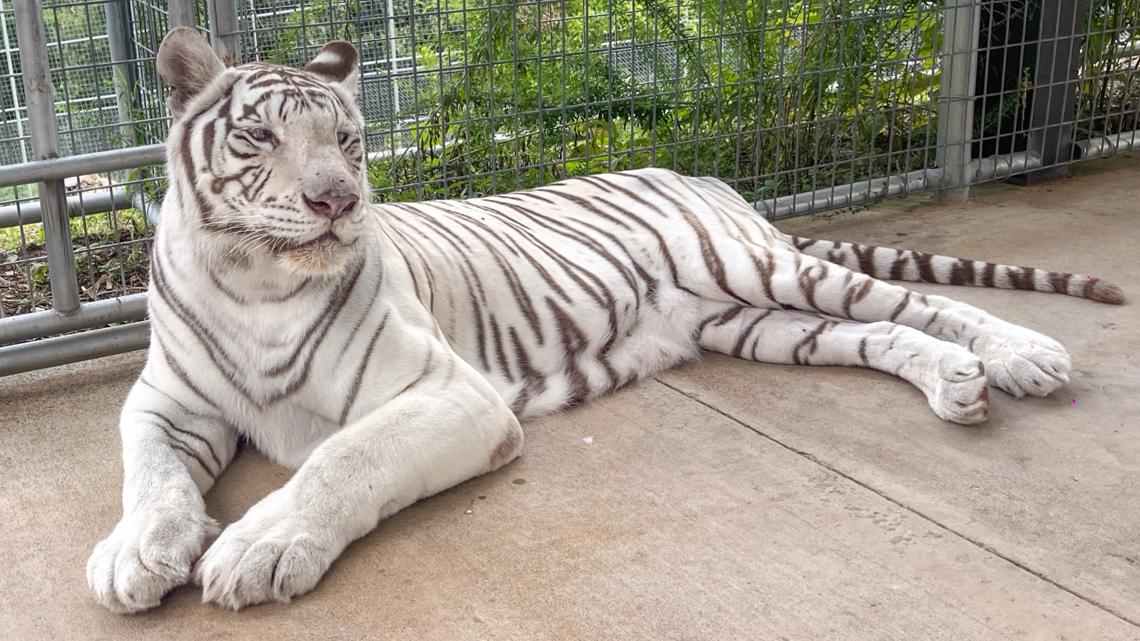 White tiger rehomed at Turpentine Creek Wildlife Refuge in Eureka