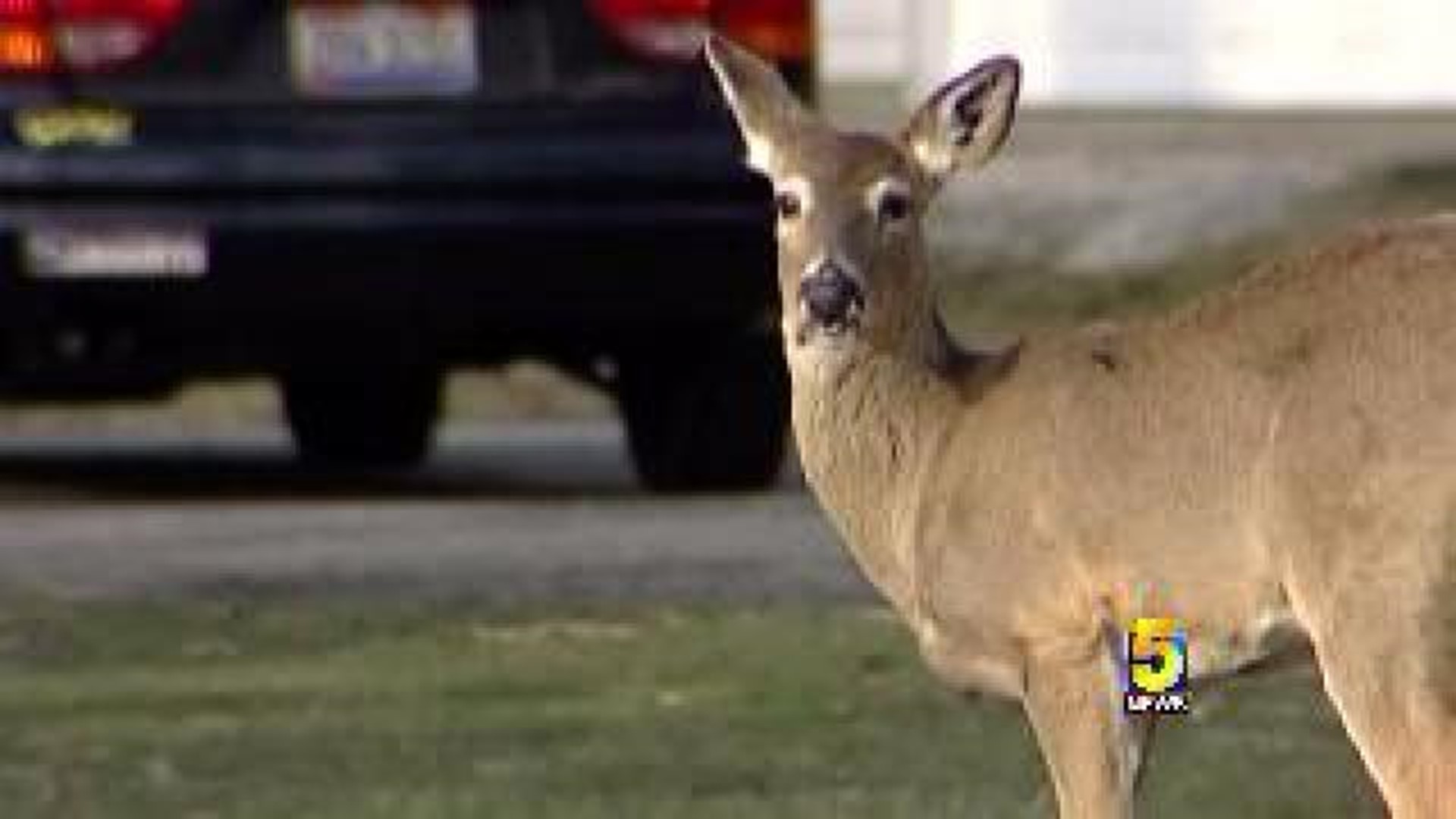 Urban Deer Hunt Season Begins