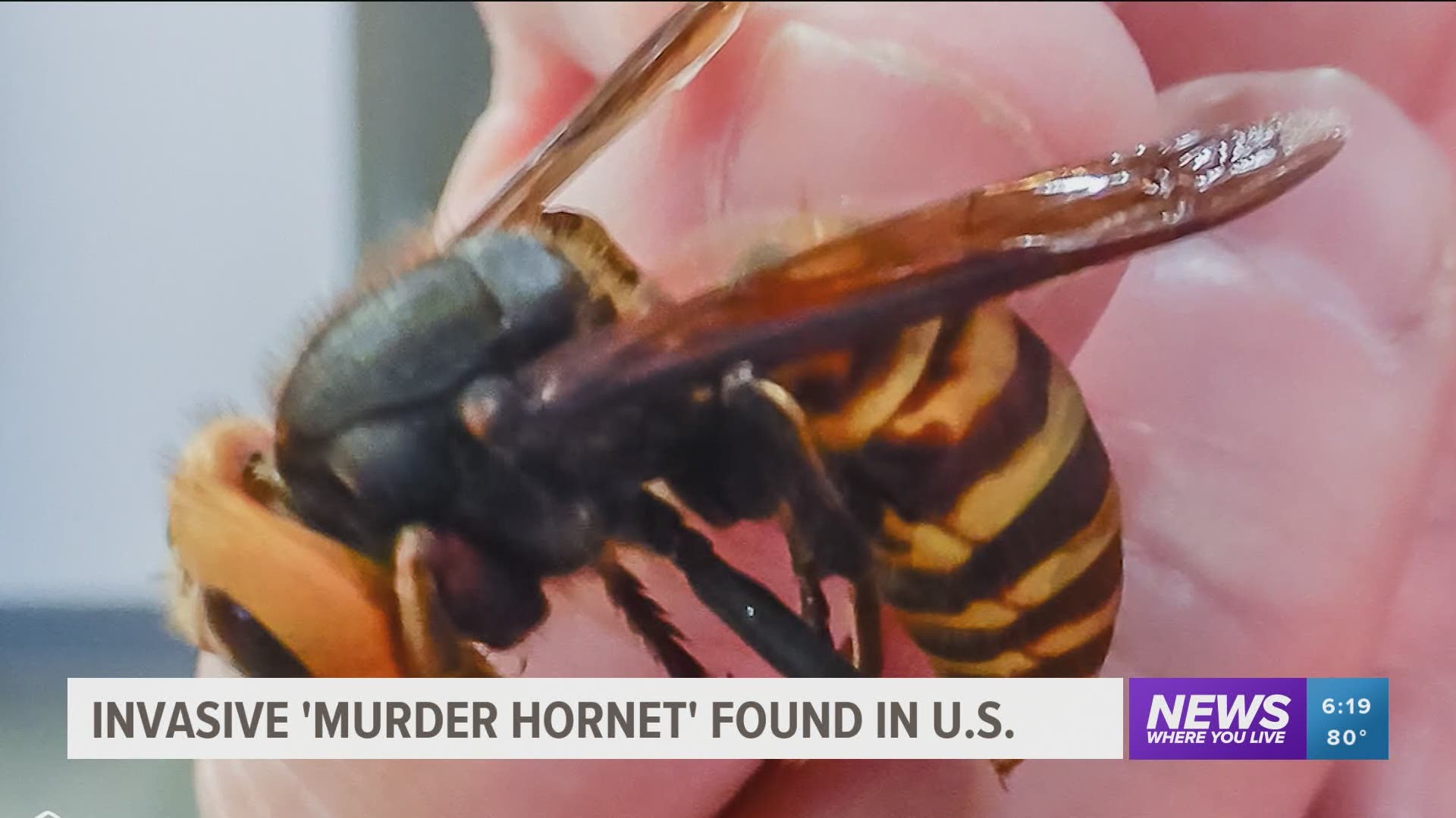 Invasive Murder Hornet found in United States