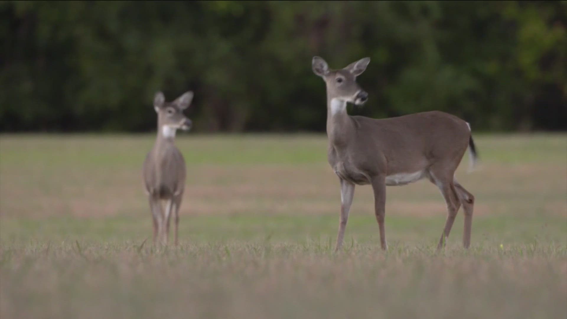 Deer season is here: What to know