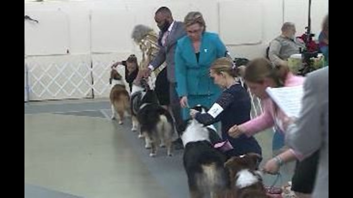Washington County All Breeds Dog Show
