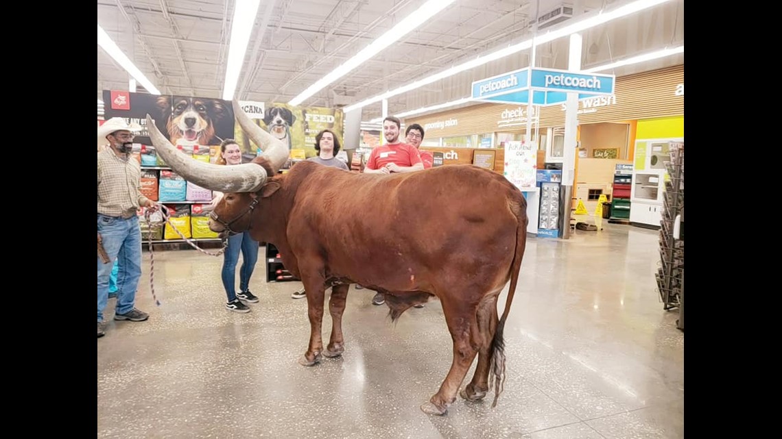 Man Brings Steer To Texas Petco To Test All Leashed Pets Are Welcome 5newsonline