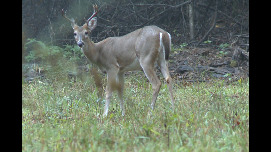 Archery Deer Season Opens Early