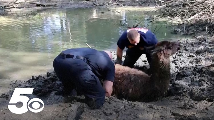 Llama rescued from the mud in Texas
