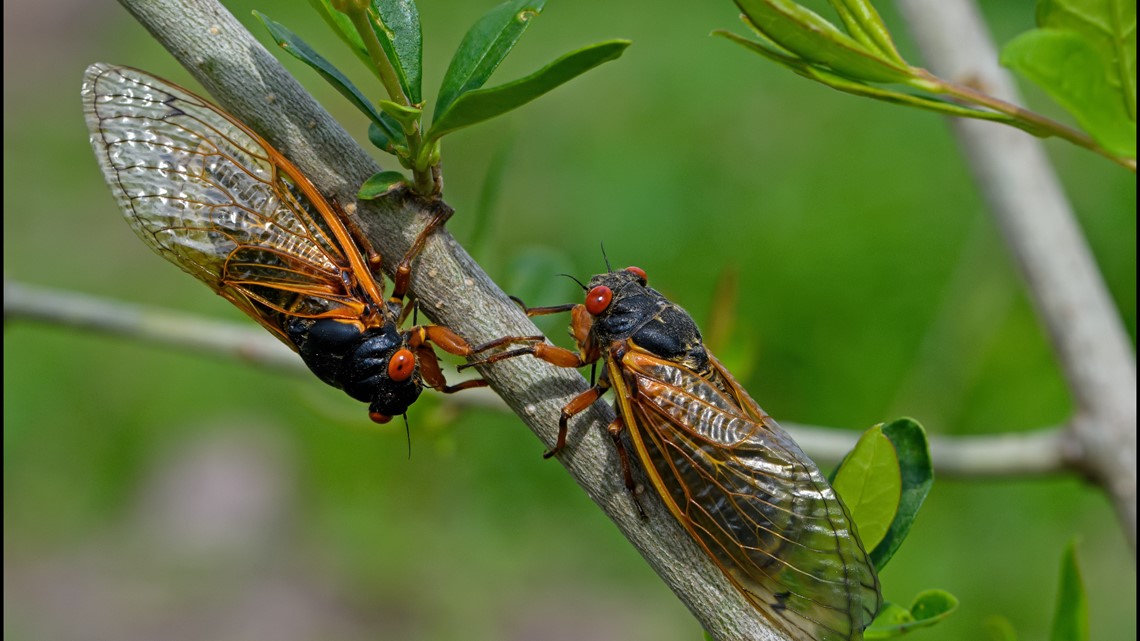 Cicada broods map shows 2024 won't be as historic as some claim