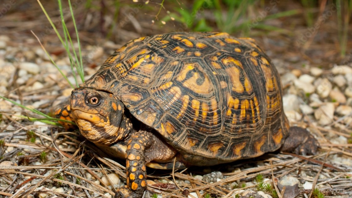 What to do if you come across a turtle on an Arkansas road 2