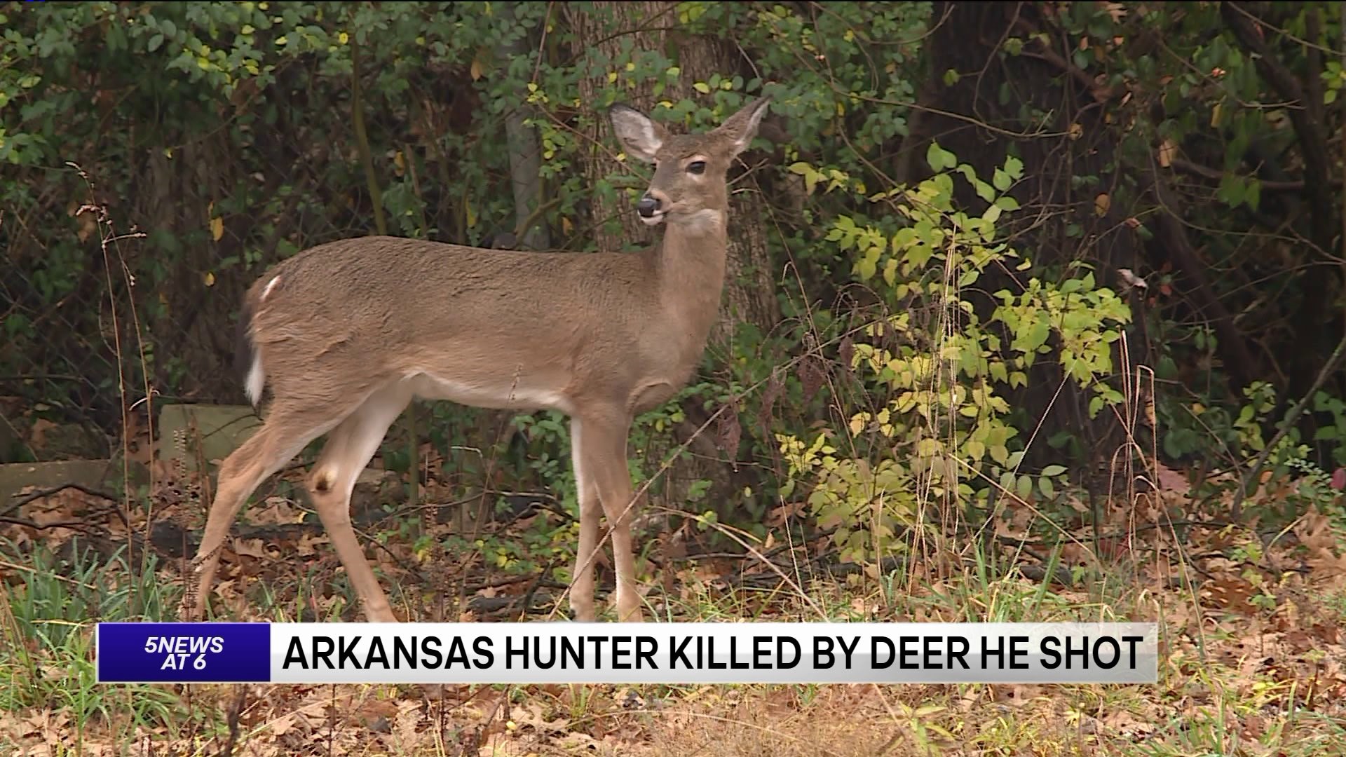 Arkansas Hunter Killed By Deer He Shot