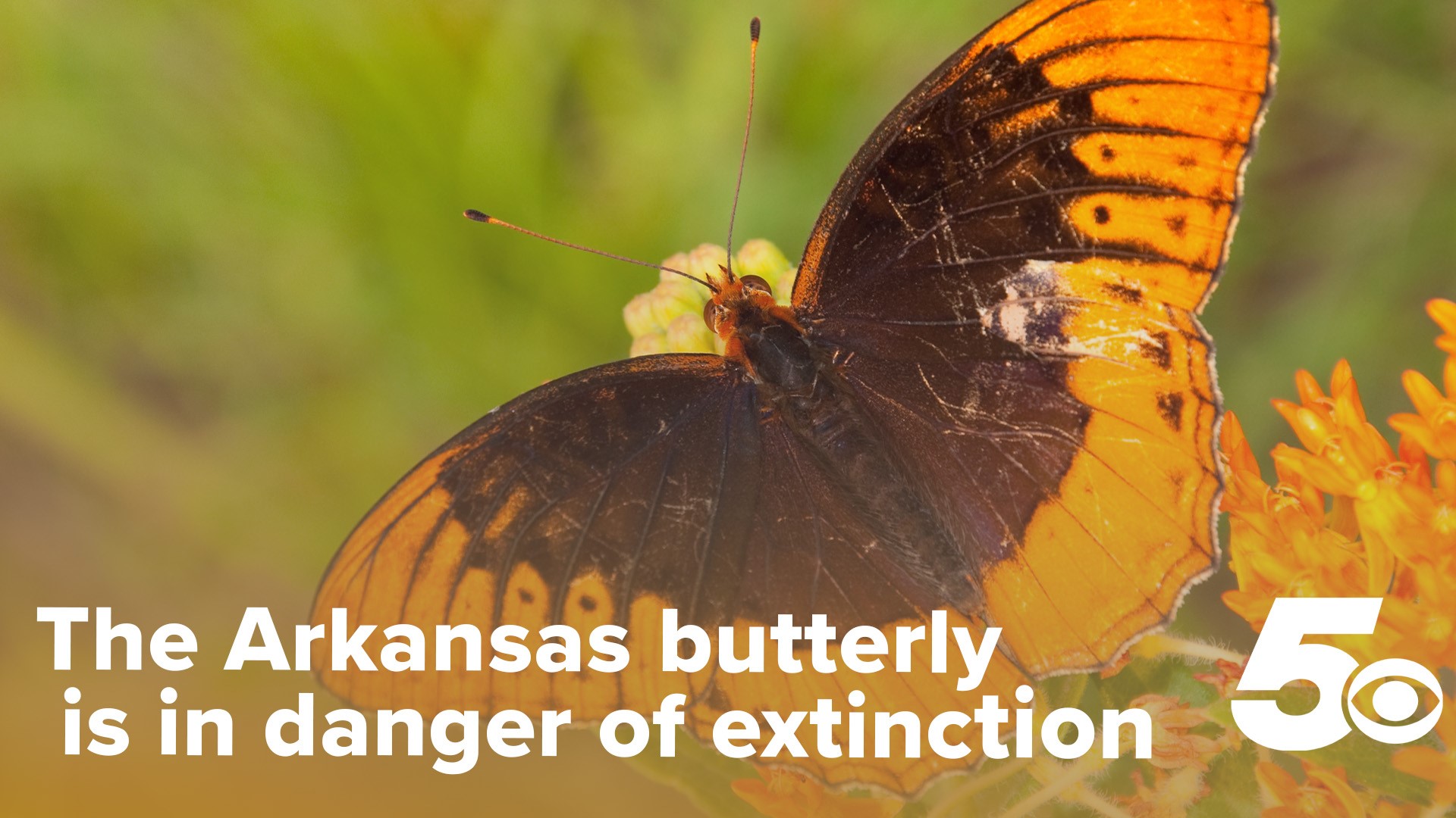 After realizing that Northwest Arkansas hadn't seen the state butterfly in decades, the Diana Project was formed to save the Diana Fritillary.