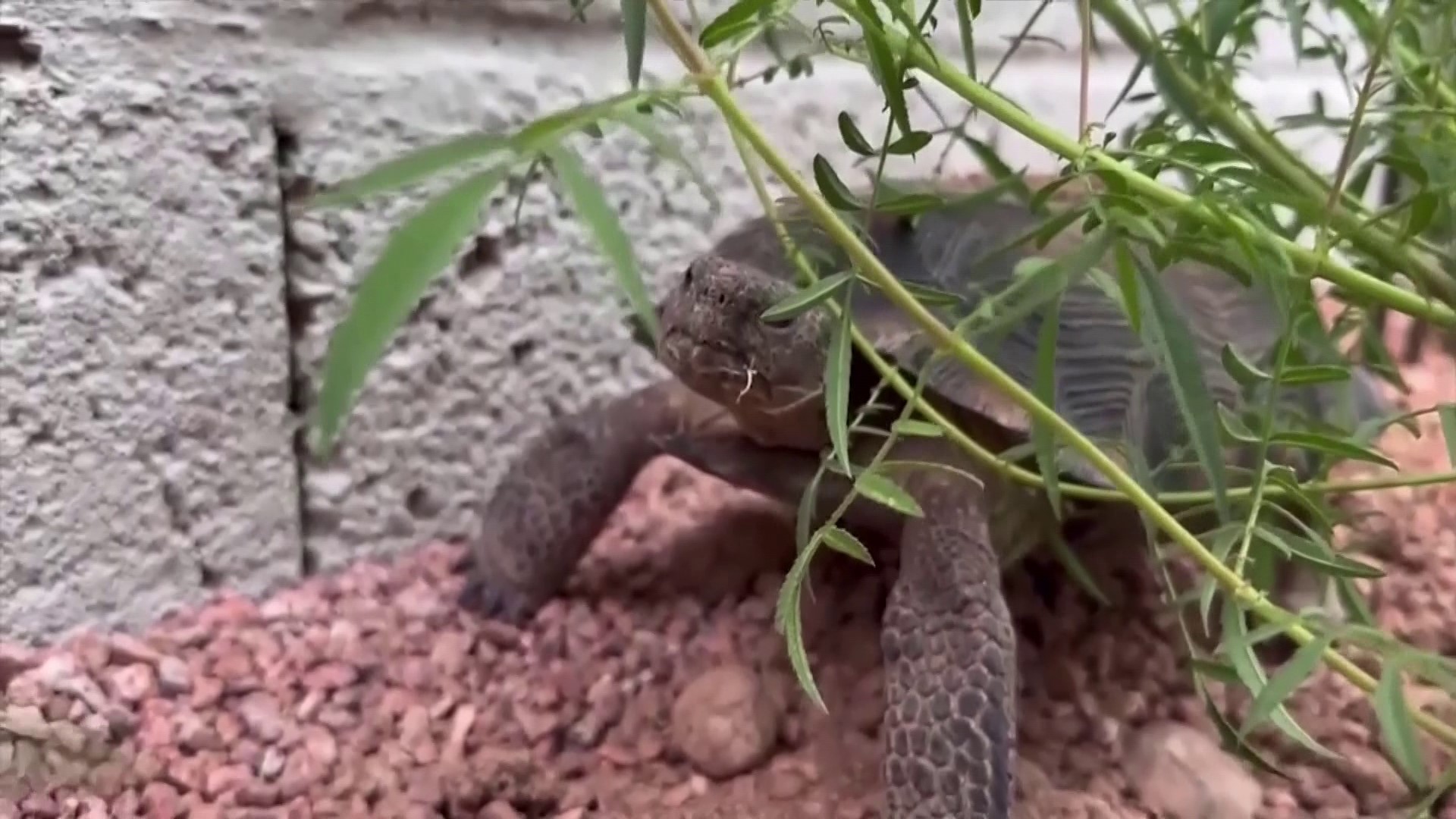Long-lasting reptiles are popular among families with pet dander allergies.